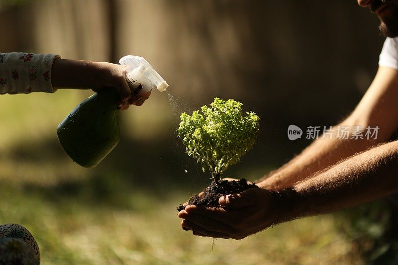 在孩子的手中播种小植物