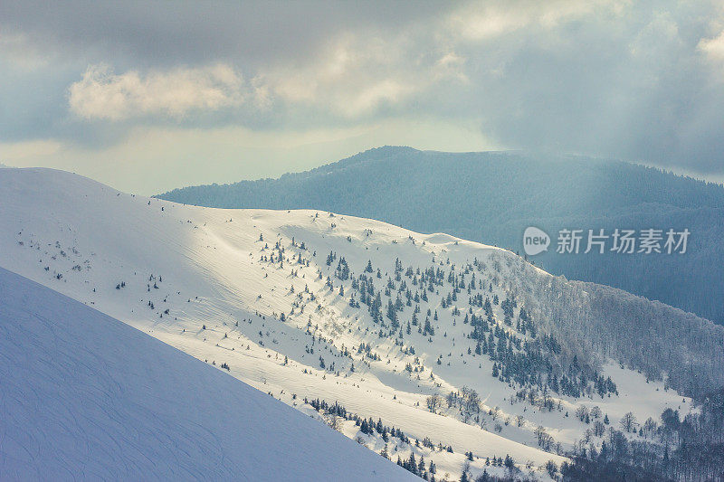 雪后冰雪覆盖的冷杉林和冬日灰蒙蒙的天空。喀尔巴阡山脉,乌克兰。