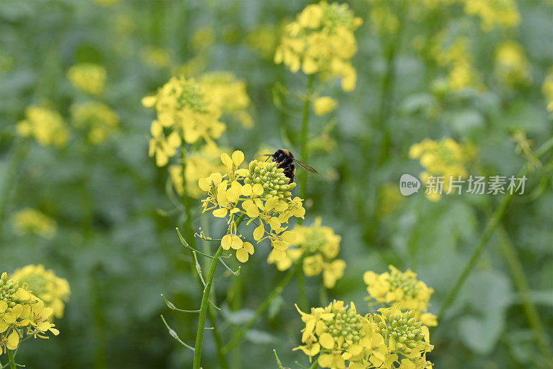 大黄蜂从一朵花上采集花蜜并授粉。芥末字段。