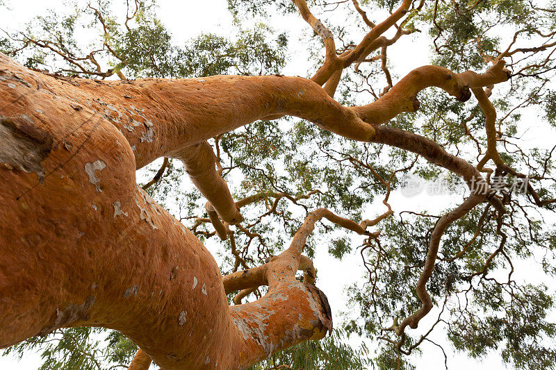 澳洲桉树红桉树，背景带拷贝空间