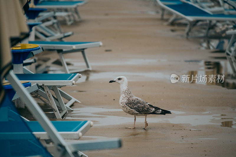 海滩上的海鸥