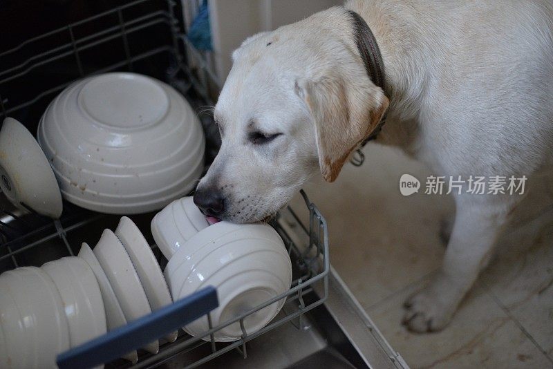 拉布拉多小狗舔洗碗机里的盘子