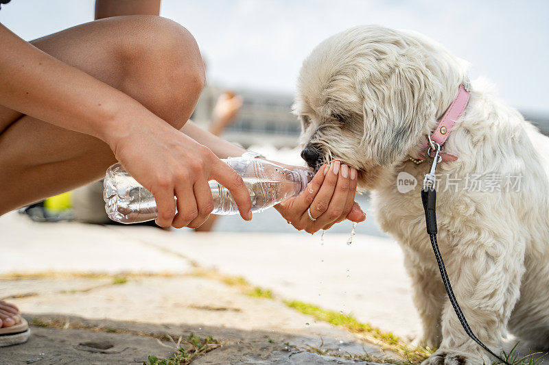 女性宠物主人与她的口渴的狗分享水