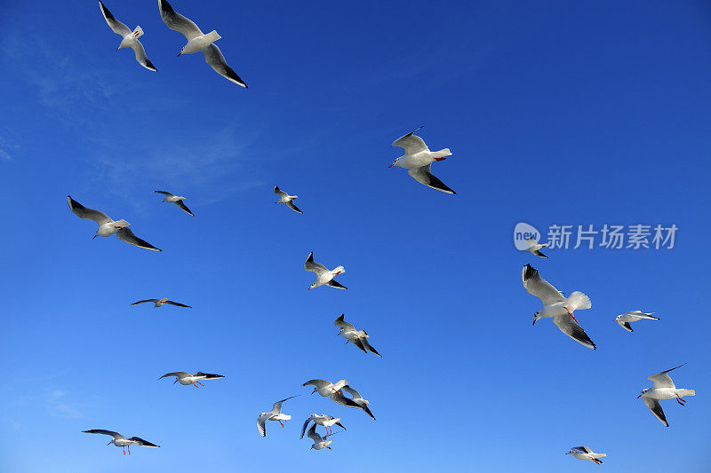 一群飞翔的海鸥