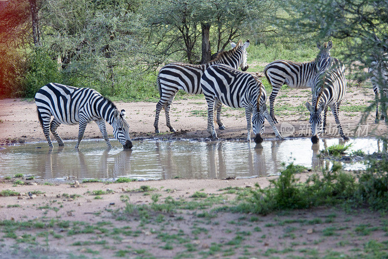 一群斑马在喝水