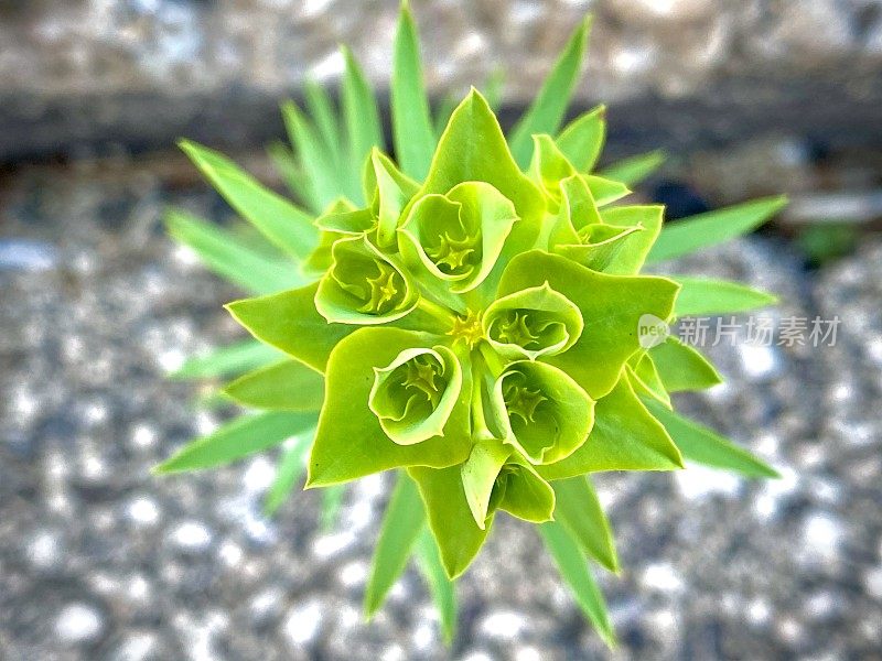 中观野生植物