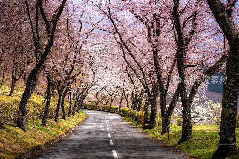 日本静冈县，四月樱花盛开的隧道。