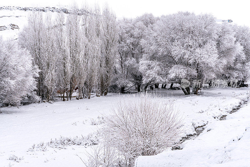 树在冬天，下雪