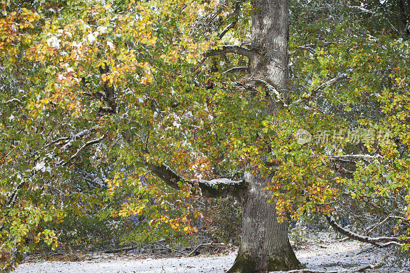 秋天，白雪覆盖了老橡树