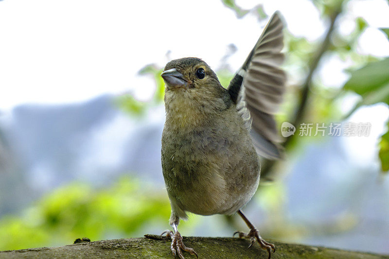 夏天马德拉岛高山上的马德拉苍头燕雀