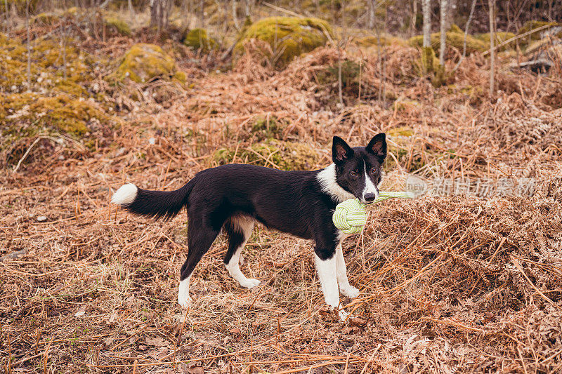 可爱的10个月大的边境牧羊犬混合狗在户外的春天的自然