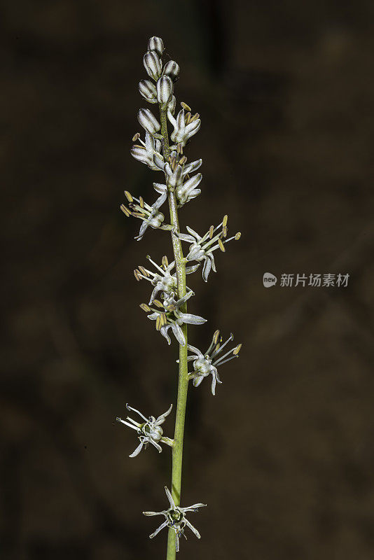 黑穗草是一种有花植物，俗称灯心草。它原产于加利福尼亚州西北部和俄勒冈州西南部的山区，在那里的蛇形土壤中生长。Asparagaceae。六河国民阵线