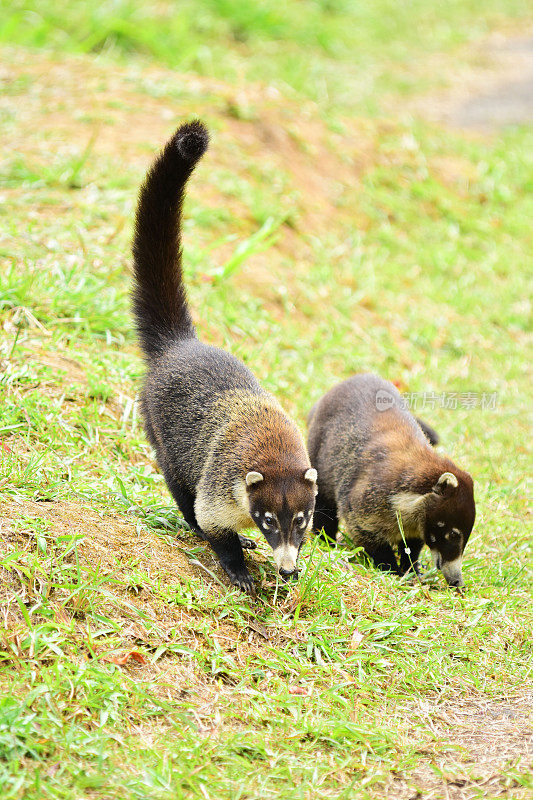 两只长鼻浣熊，一只尾巴朝上，一边觅食一边走向摄像机