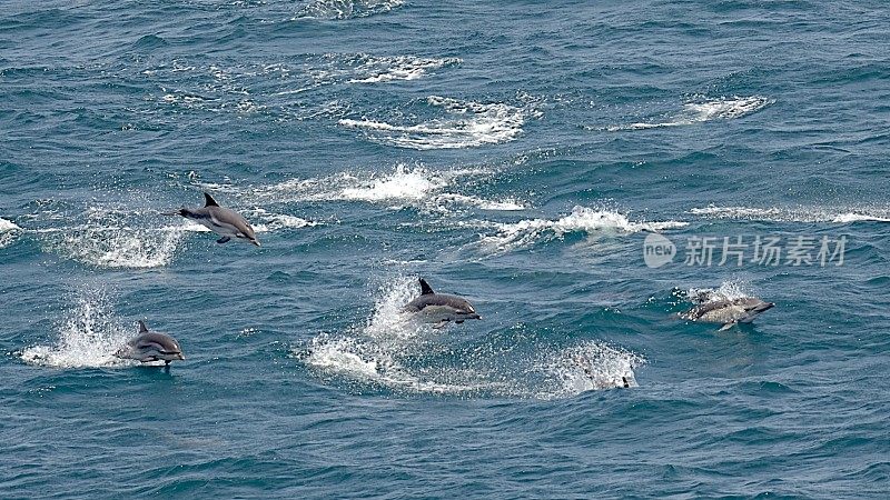 两种海豚跃过比斯开湾