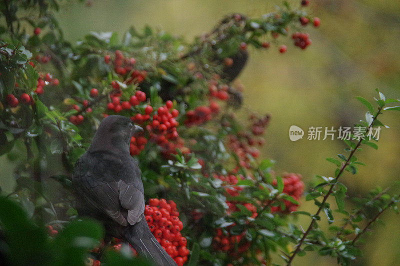 吃黑鸟