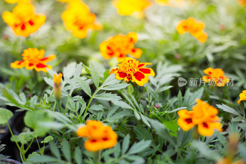 苗圃里的橙色金盏花