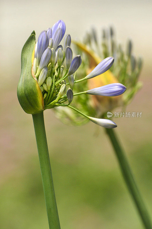 蓝色的爱情花花