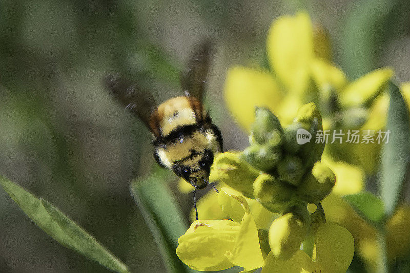 飞行中的大黄蜂为野生黄花授粉