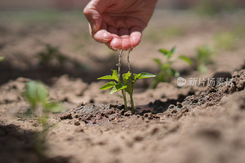 园丁的手在花园里肥沃的土壤上浇水