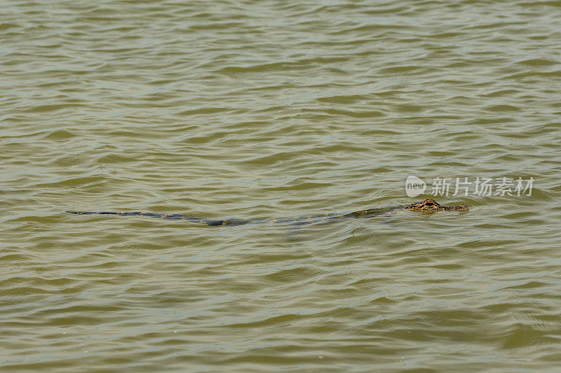 小鳄鱼头顶露在水面上，在水晶河的海里游泳