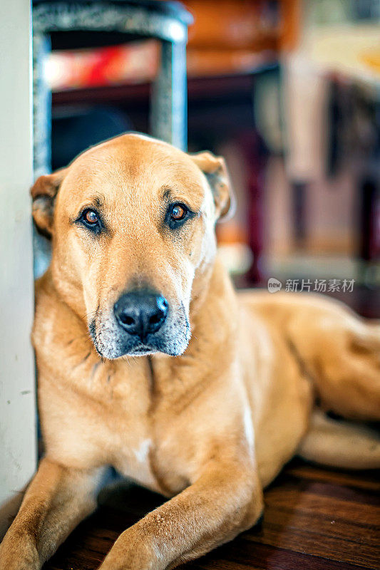 黄大丹犬