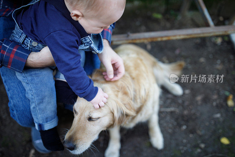 金毛寻回犬和男婴