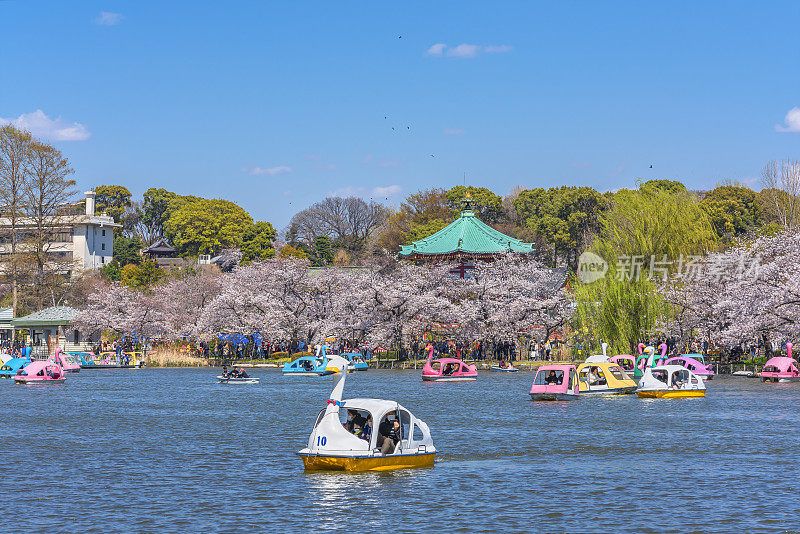 一家人在上野忍大津池欣赏天鹅船和樱花。