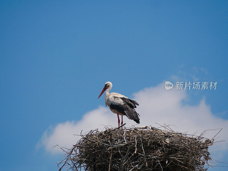 巢中的鹳