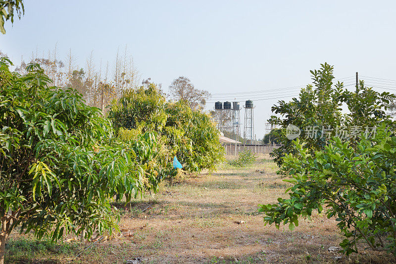 清迈省的芒果树种植园