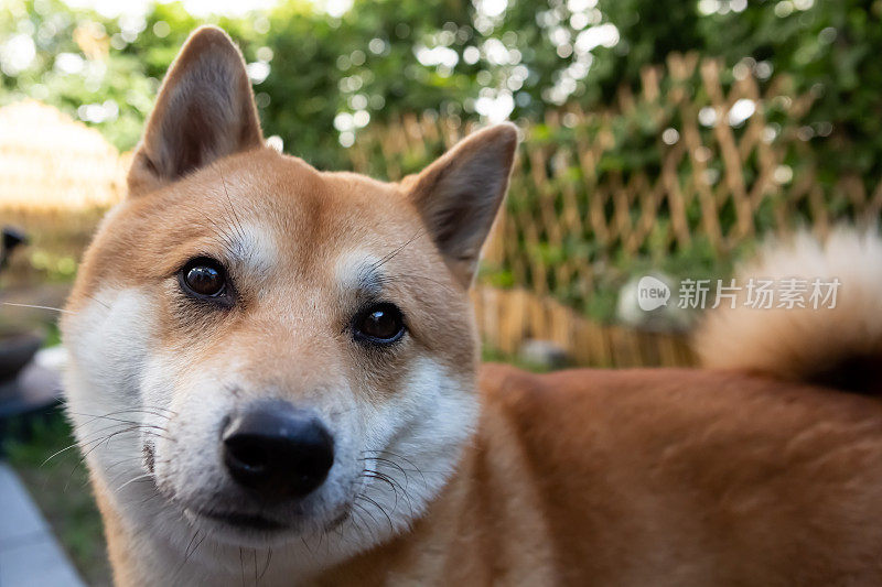 柴犬的特写肖像看着相机