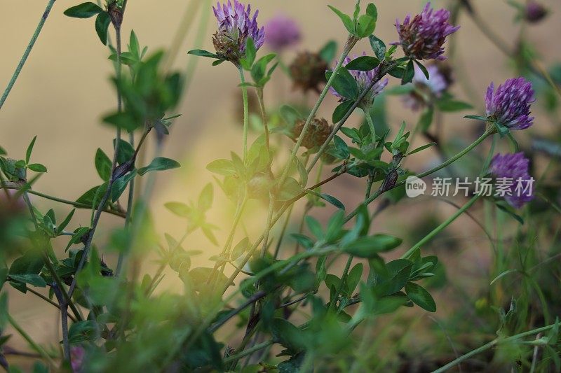 小河边的野花为背景