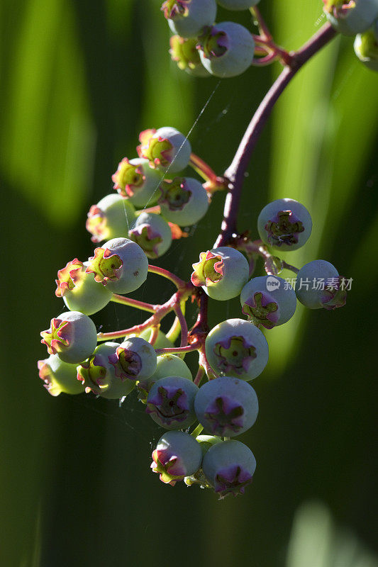 夏天在花园里近距离种植蓝莓