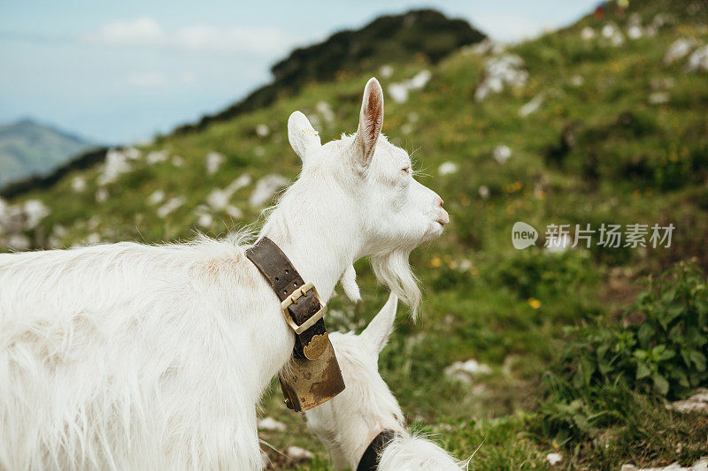 山路上的山羊肖像