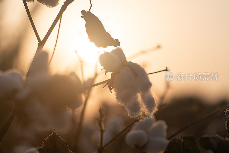 日落时分棉田上的棉铃照片