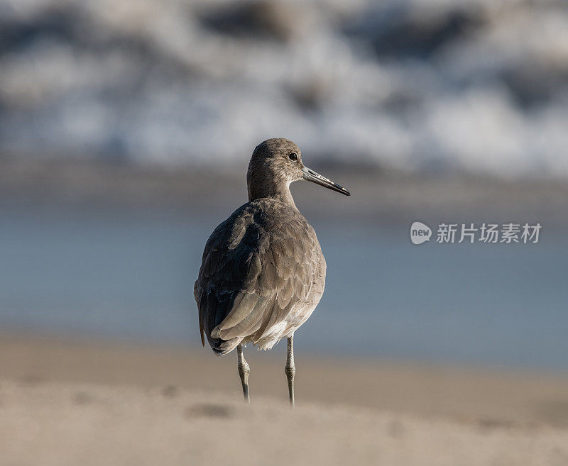 一个鹬鸟的肖像在太平洋海岸附近的木谷点，南加州