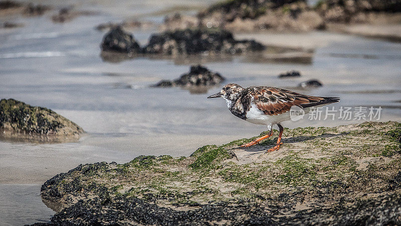 加拉帕戈斯群岛，红润turnstone，有衣领的旅游(Arenaria解说)。