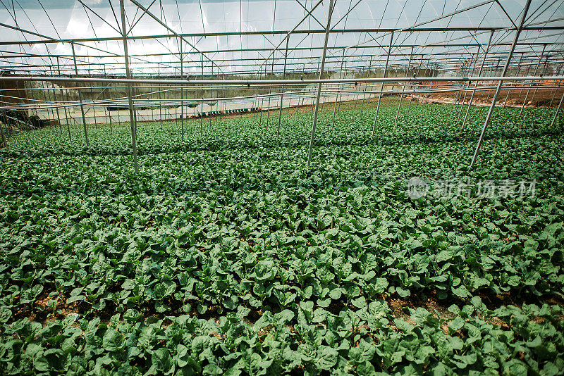 温室中大量生长的中国开兰植物