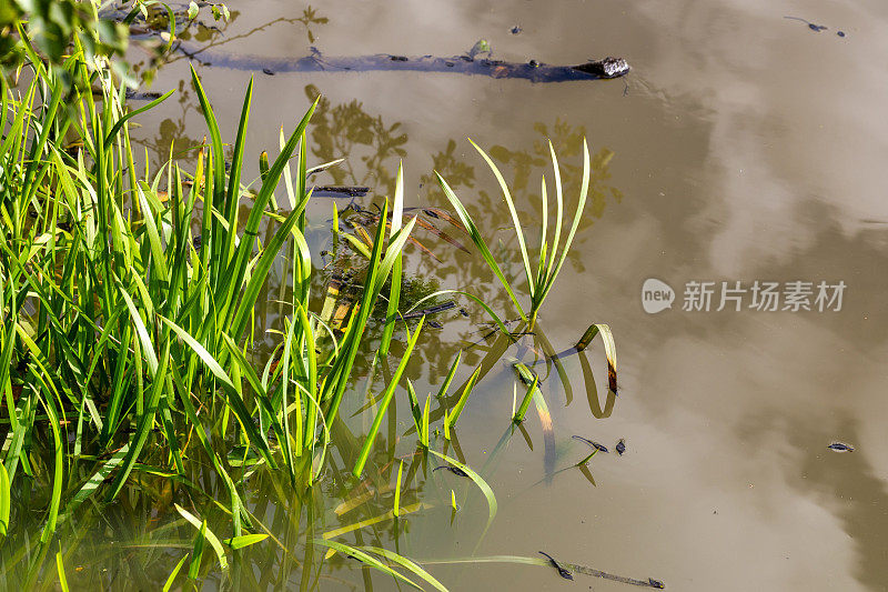 水生植物