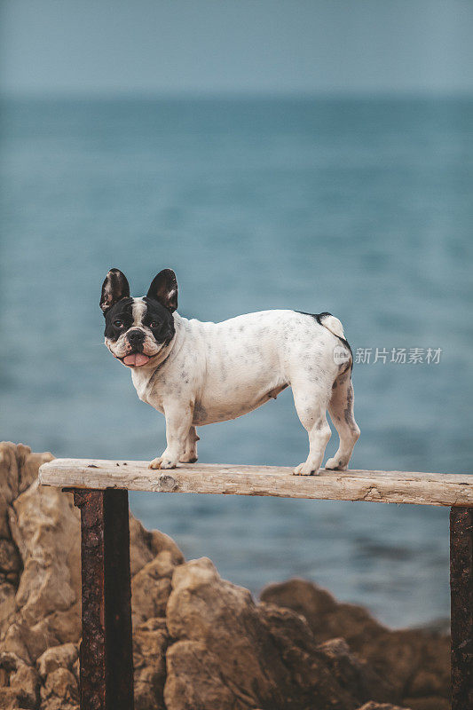 法国斗牛犬在海边摆姿势