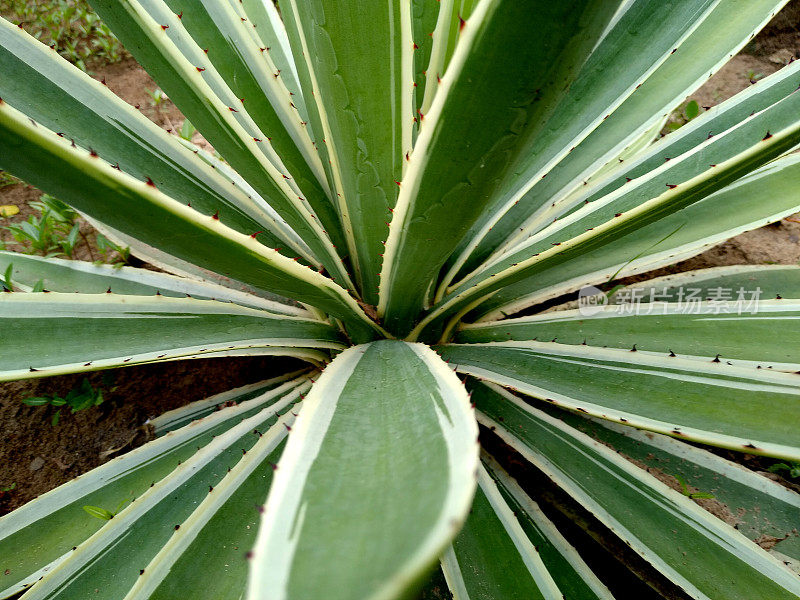 龙舌兰angustifolia植物