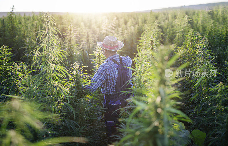 大麻种植园的农民。