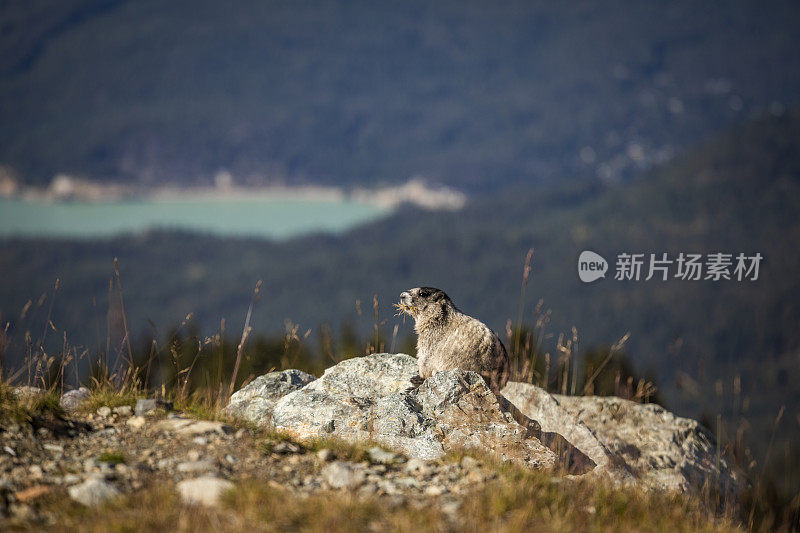 加拿大惠斯勒阿尔卑斯地区的一只老土拨鼠。