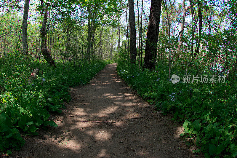 马萨诸塞州伯克郡——在树林中漫步