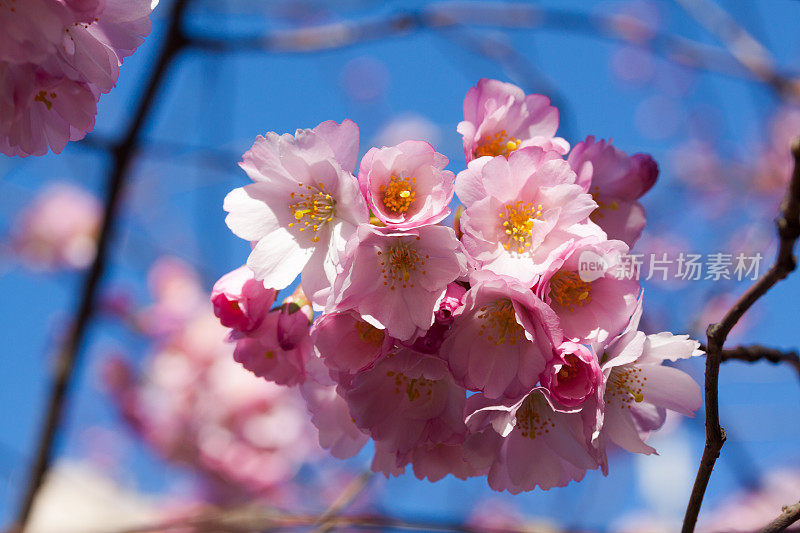 小枝上的一束樱花