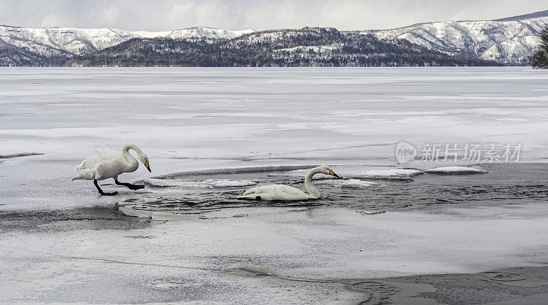 大天鹅，大天鹅，是一种北半球的大天鹅。它是旧世界的北美号手天鹅。日本北海道岛草沙罗湖。阿坎人国家公园。冬天。湖面上结了冰，还有天鹅站在上面