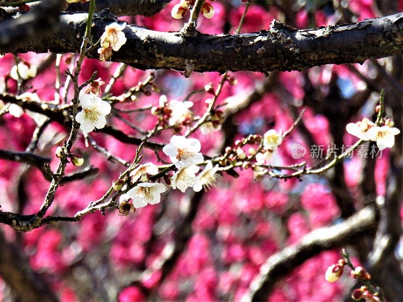 日本。2月。梅花的背景