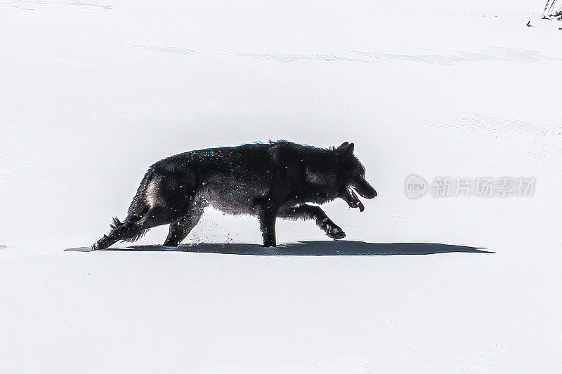 长着明亮黄色眼睛的黑狼在深雪中向山上跑去