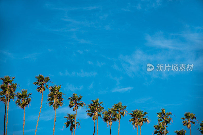 蓝天下的棕榈树