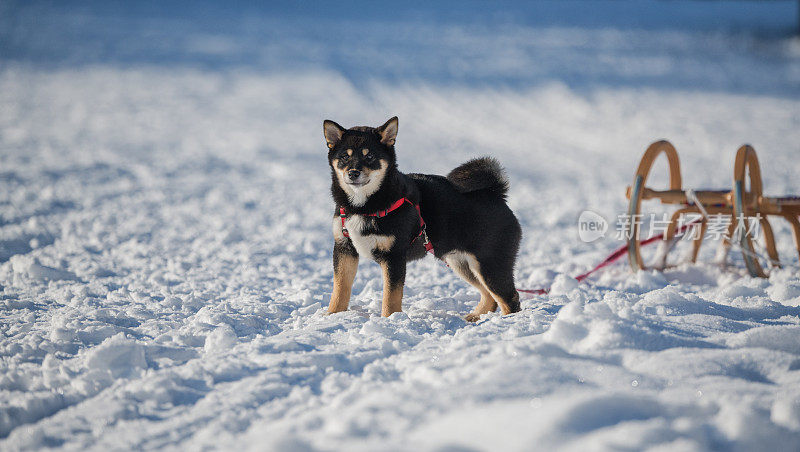 黑柴犬和谭柴犬站在雪地里