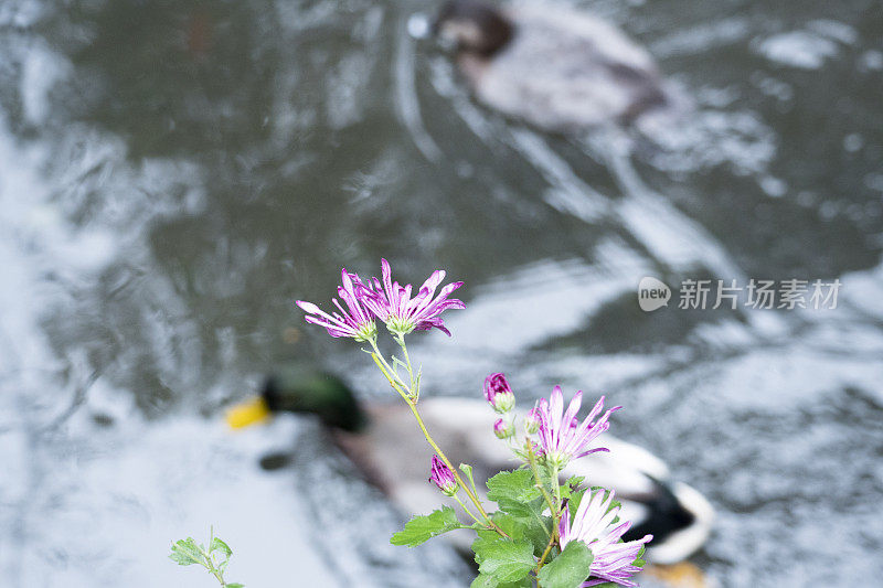 美丽的花儿长在湖边，鸭子游过
